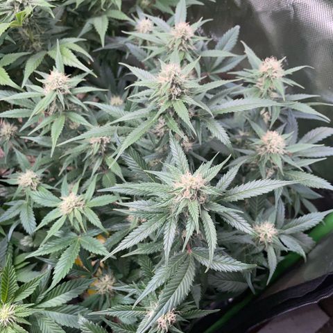 Purple Punch Automatic by KilliczGe growlog timeline photo