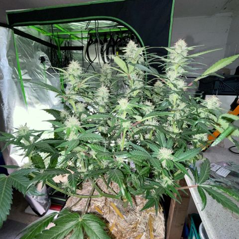 Purple Punch Automatic by KilliczGe growlog timeline photo