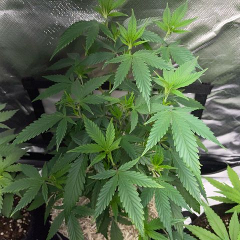 Tangerine Dream Clon #1 by KilliczGe growlog timeline photo