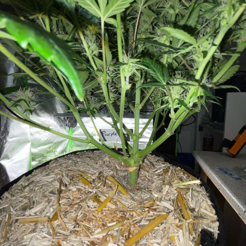 Purple Punch Automatic by KilliczGe growlog timeline photo