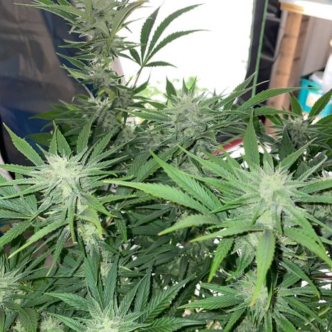 White Widow Automatic by KilliczGe growlog timeline photo