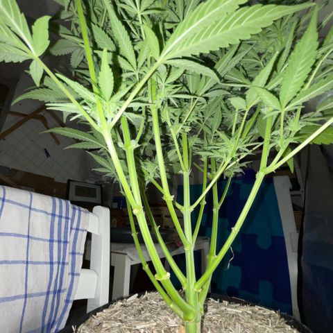 White Widow Automatic by KilliczGe growlog timeline photo