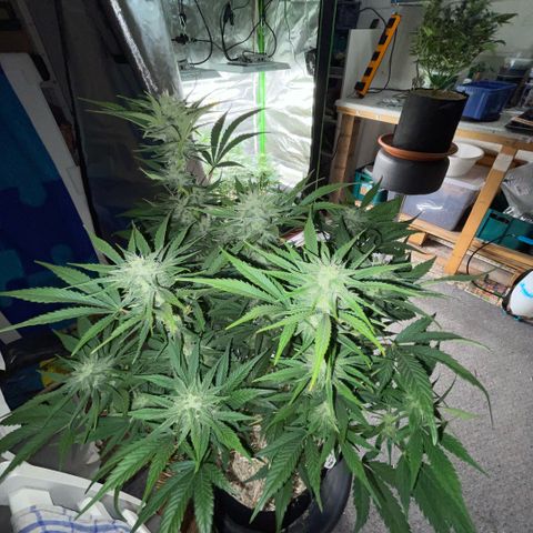 White Widow Automatic by KilliczGe growlog timeline photo