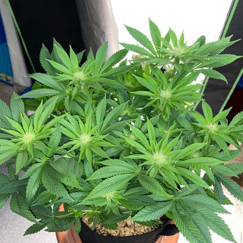 Big Bud by KilliczGe growlog timeline photo