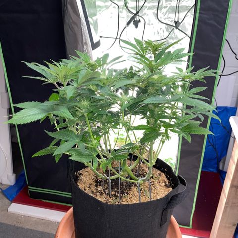 Big Bud by KilliczGe growlog timeline photo