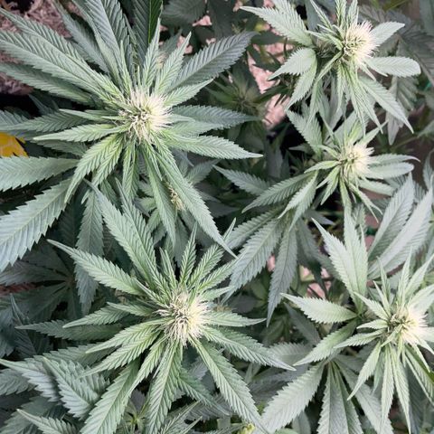 Permanent Marker by KilliczGe growlog timeline photo