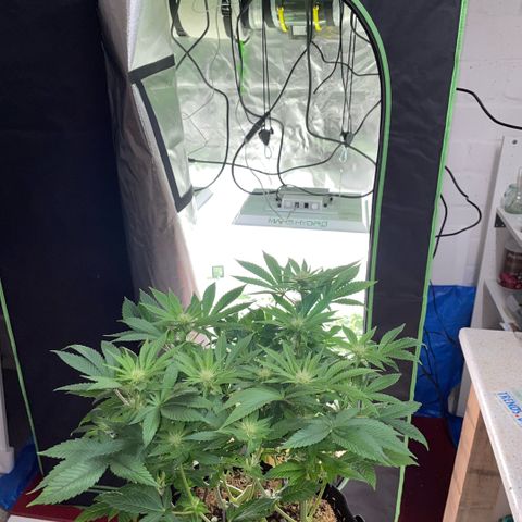 Big Bud by KilliczGe growlog timeline photo