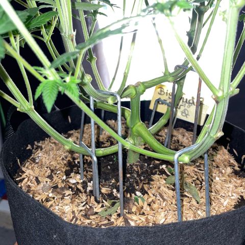 Big Bud by KilliczGe growlog timeline photo