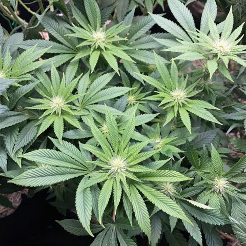 Big Bud by KilliczGe growlog timeline photo