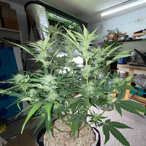White Widow Automatic by KilliczGe growlog timeline photo