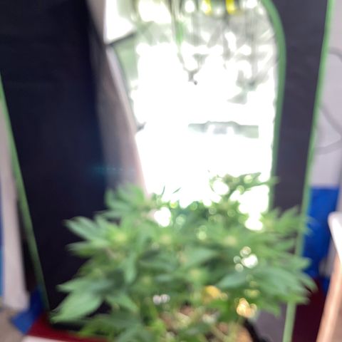 Big Bud by KilliczGe growlog timeline photo