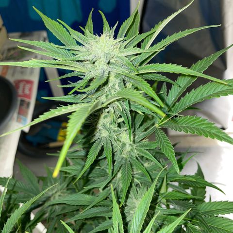 White Widow Automatic by KilliczGe growlog timeline photo