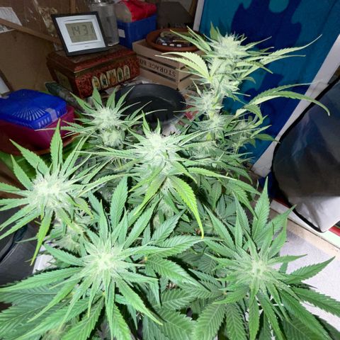 White Widow Automatic by KilliczGe growlog timeline photo