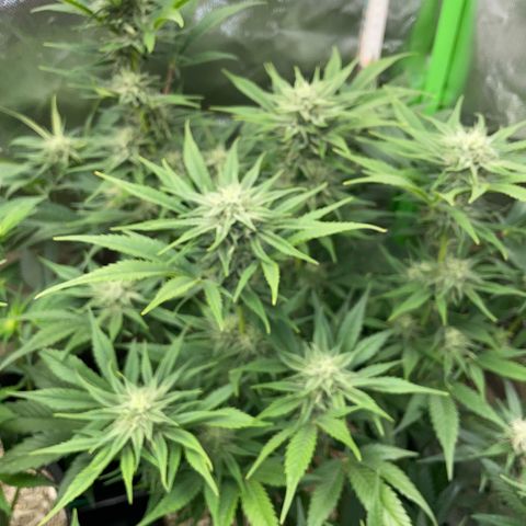 White Widow Automatic by KilliczGe growlog timeline photo