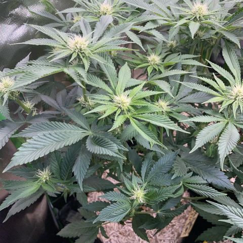 Purple Zkittlez #2 by KilliczGe growlog timeline photo