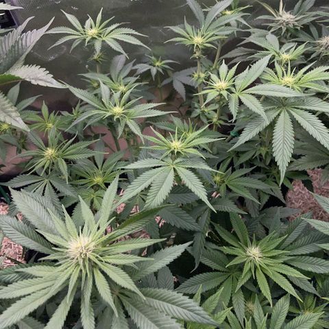 Purple Zkittlez #1 by KilliczGe growlog timeline photo