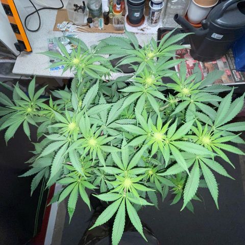 Purple Zkittlez #1 by KilliczGe growlog timeline photo