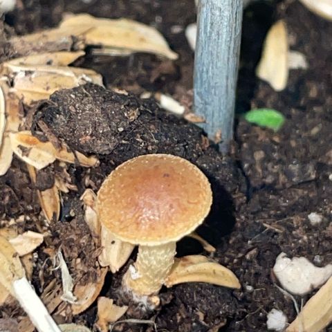 Purple Zkittlez #1 by KilliczGe growlog timeline photo