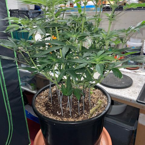 Purple Zkittlez #1 by KilliczGe growlog timeline photo