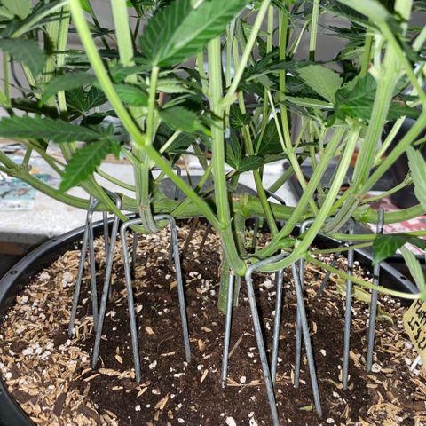 Purple Zkittlez #1 by KilliczGe growlog timeline photo