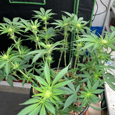 Purple Zkittlez #1 by KilliczGe growlog timeline photo