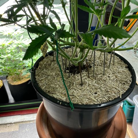 Purple Zkittlez #1 by KilliczGe growlog timeline photo