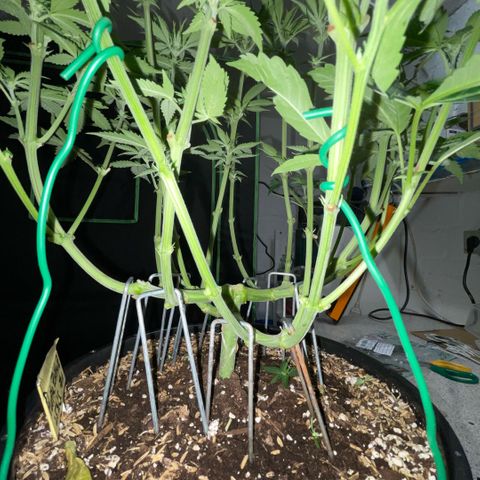 Purple Zkittlez #1 by KilliczGe growlog timeline photo