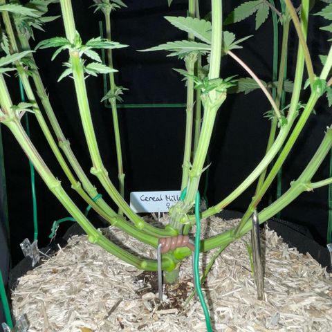 Cereal Milk #3 by KilliczGe growlog timeline photo