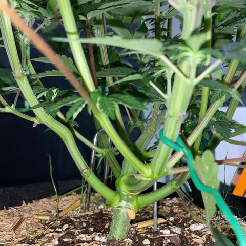 Cereal Milk #3 by KilliczGe growlog timeline photo