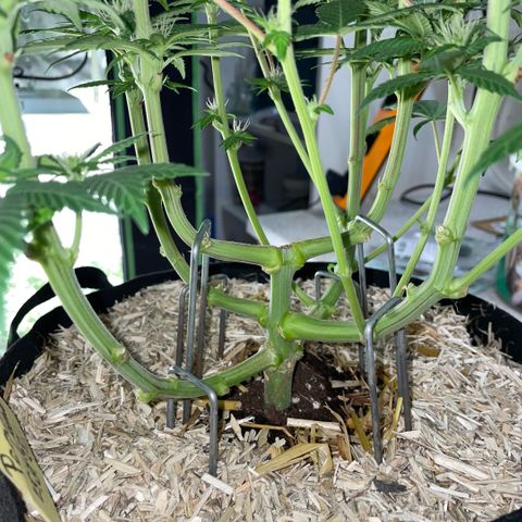 Permanent Marker by KilliczGe growlog timeline photo