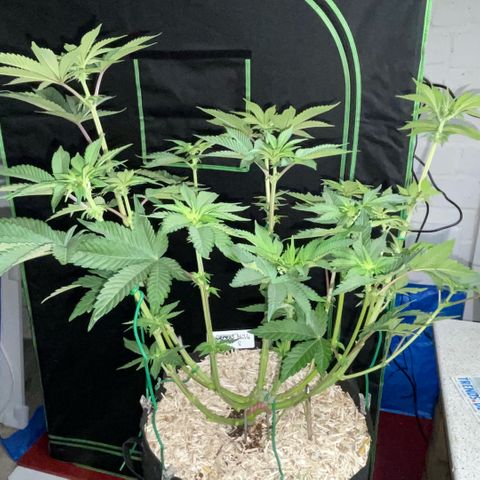 Cereal Milk #3 by KilliczGe growlog timeline photo