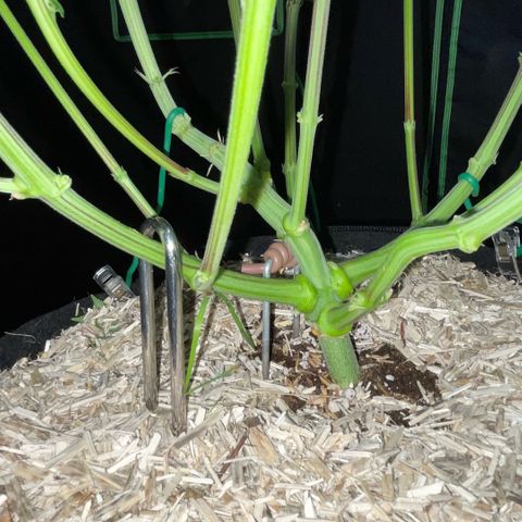 Cereal Milk #3 by KilliczGe growlog timeline photo