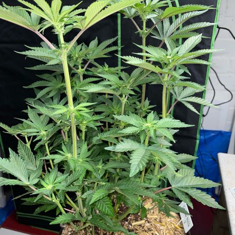 Cereal Milk #3 by KilliczGe growlog timeline photo