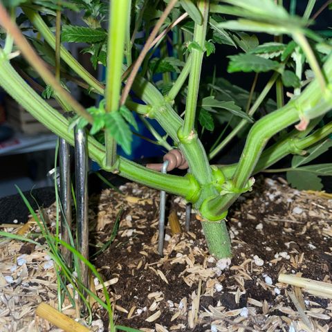 Cereal Milk #3 by KilliczGe growlog timeline photo