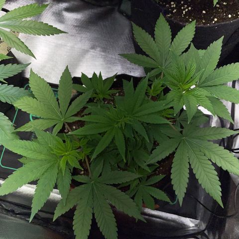 Big Bud 1 Klon 1 by KilliczGe growlog timeline photo