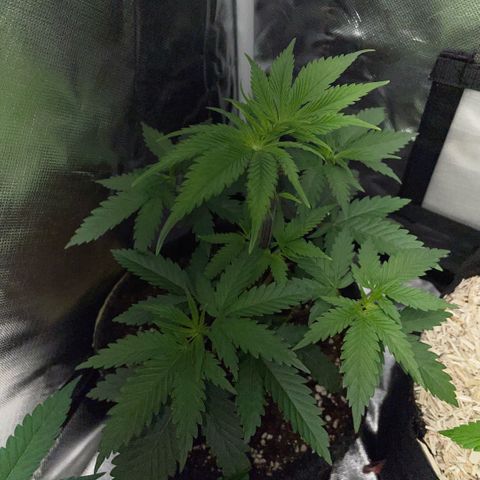 Dante’s Inferno - Mile High Dave by KilliczGe growlog timeline photo