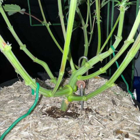 Cereal Milk #3 by KilliczGe growlog timeline photo