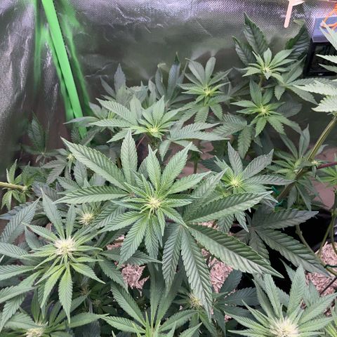 Cereal Milk #3 by KilliczGe growlog timeline photo