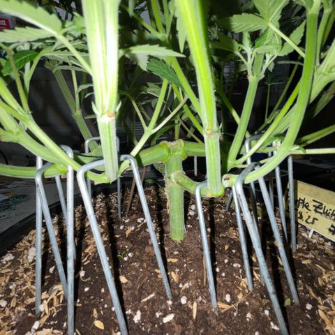 Purple Zkittlez #1 by KilliczGe growlog timeline photo