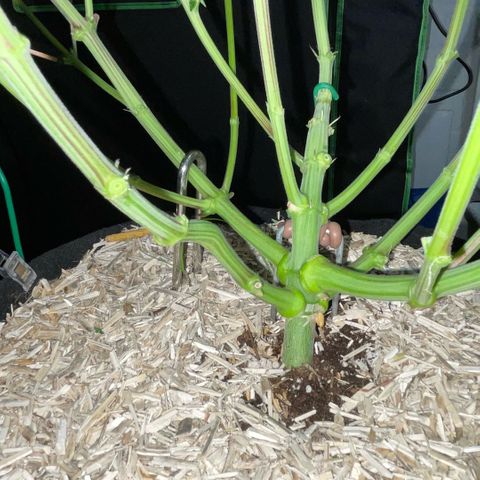 Cereal Milk #3 by KilliczGe growlog timeline photo