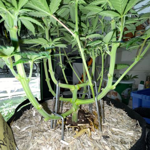 Permanent Marker by KilliczGe growlog timeline photo