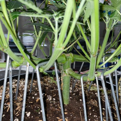 Purple Zkittlez #1 by KilliczGe growlog timeline photo