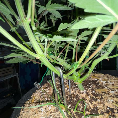 Cereal Milk #3 by KilliczGe growlog timeline photo