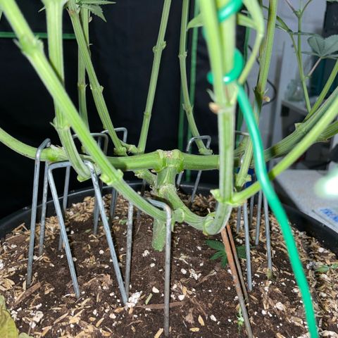 Purple Zkittlez #1 by KilliczGe growlog timeline photo