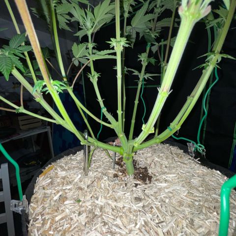 Cereal Milk #3 by KilliczGe growlog timeline photo