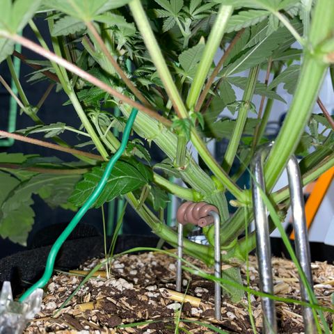 Cereal Milk #3 by KilliczGe growlog timeline photo