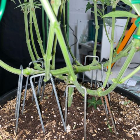 Purple Zkittlez #1 by KilliczGe growlog timeline photo