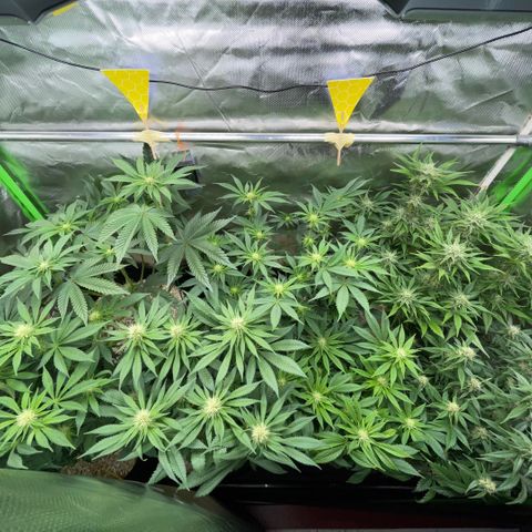 Cereal Milk #3 by KilliczGe growlog timeline photo