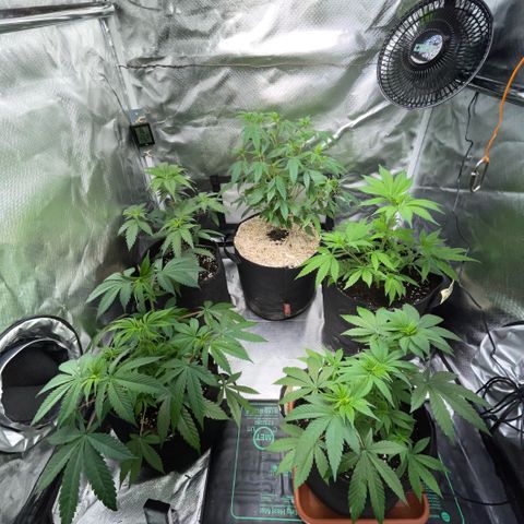 Dante’s Inferno - Mile High Dave by KilliczGe growlog timeline photo