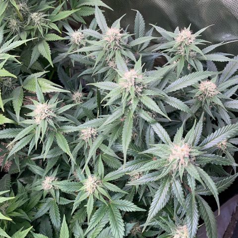 Purple Punch Automatic by KilliczGe growlog timeline photo